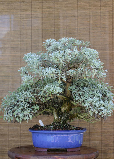Káº¿t quáº£ hÃ¬nh áº£nh cho Crossostephium chinensis bonsai