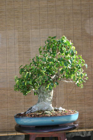 Ficus Too Little styled 1-21-07