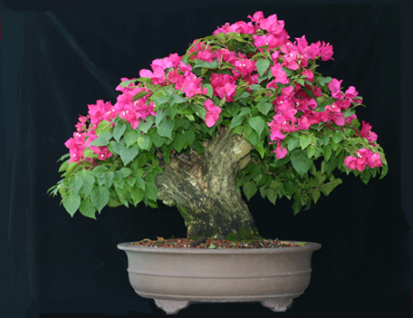 bonsai wallpaper. Tag-Archive for ◊ Bonsai