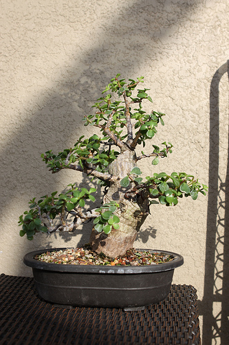 dwarf jade bonsai