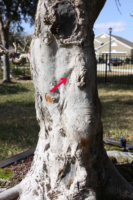 Closer look at Trident Maple