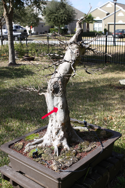 Missing left branch