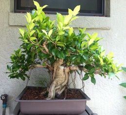 Ficus Microcarpa - before second styling