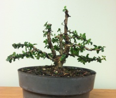 Dwarf Ligustrum - first styling
