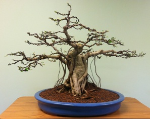Ficus Microcarpa - After Styling