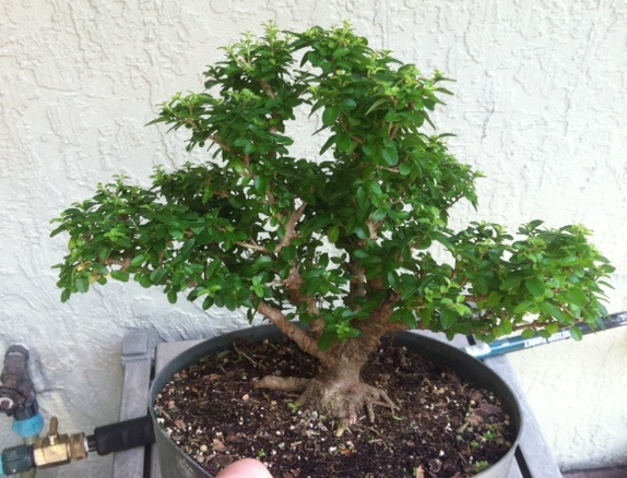 Ligustrum - Dwarf - 2014-08-25